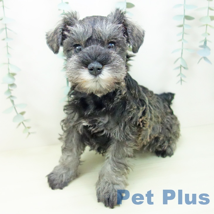 岐阜県のミニチュアシュナウザー (ペットプラス 各務原店/2025年11月8日生まれ/女の子/ソルトペッパー)の子犬の2枚目の画像