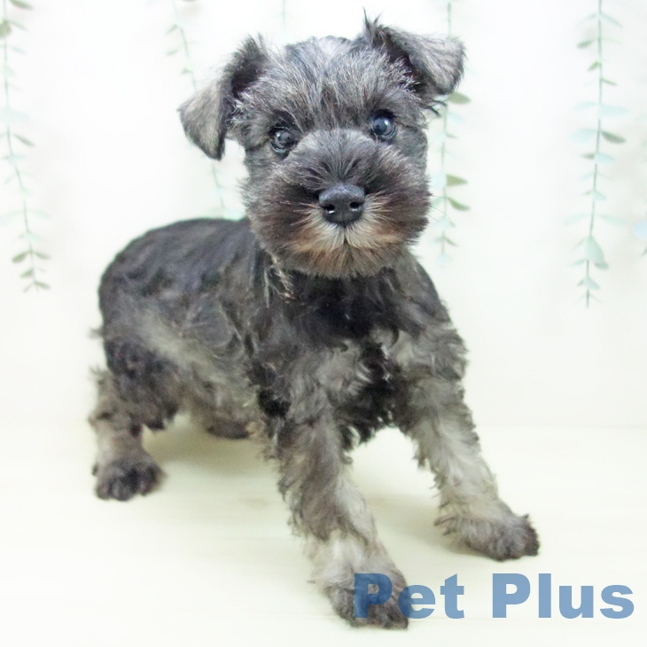 愛知県のミニチュアシュナウザー (ペットプラス イオンモール長久手店/2025年11月8日生まれ/女の子/ソルトペッパー)の子犬の1枚目の画像