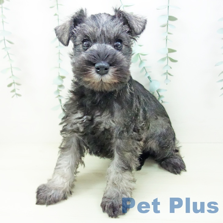 愛知県のミニチュアシュナウザー (ペットプラス イオンモール長久手店/2025年11月8日生まれ/女の子/ソルトペッパー)の子犬の2枚目の画像