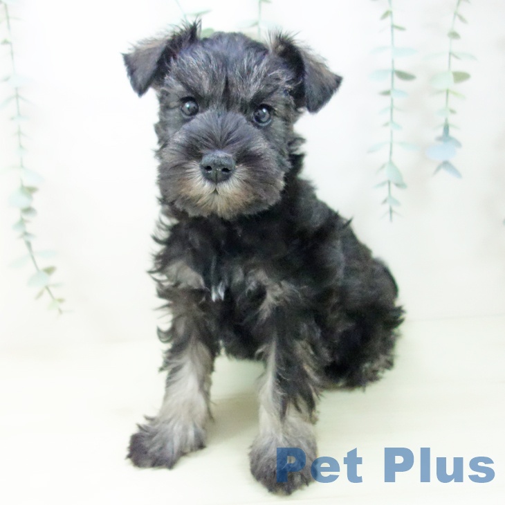 愛知県のミニチュアシュナウザー (ペットプラス mozoワンダーシティ店/2025年11月8日生まれ/女の子/ソルトペッパー)の子犬の2枚目の画像