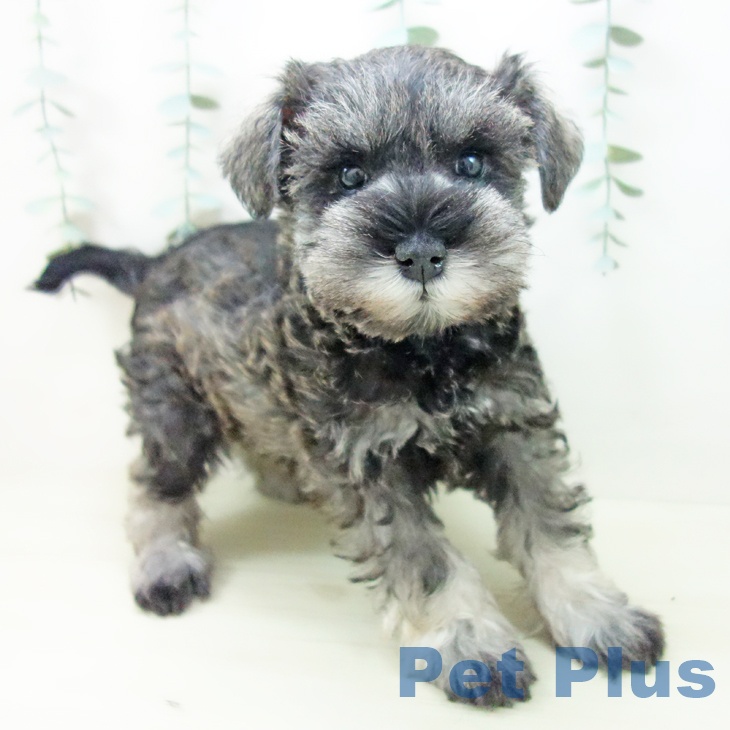 愛知県のミニチュアシュナウザー (ペットプラス 岡崎店/2025年11月8日生まれ/女の子/ソルトペッパー)の子犬の1枚目の画像