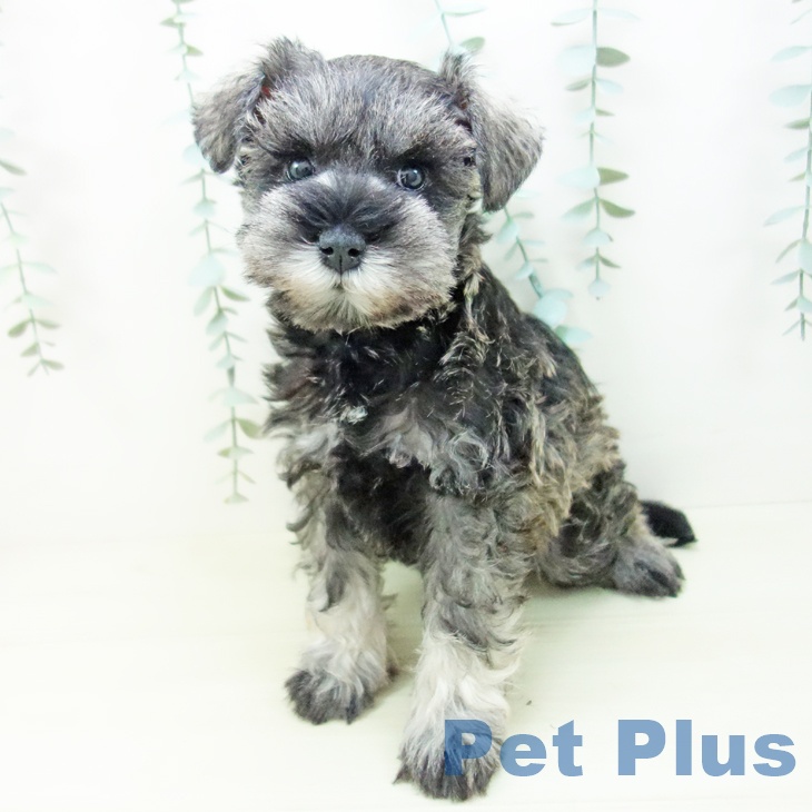 愛知県のミニチュアシュナウザー (ペットプラス 岡崎店/2025年11月8日生まれ/女の子/ソルトペッパー)の子犬の2枚目の画像