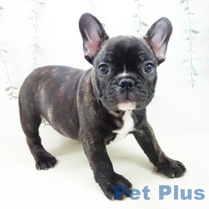 岐阜県のフレンチブルドッグ (ペットプラス 各務原店/2025年11月8日生まれ/男の子/ブリンドルホワイト)の子犬の2枚目の画像