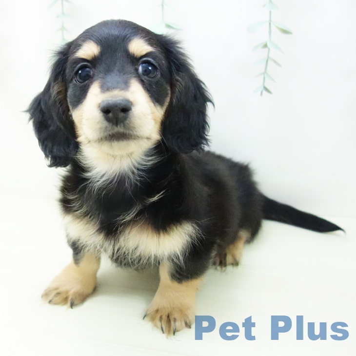 三重県のミニチュアダックスフンド(ロング) (ペットプラス 津南店/2025年11月8日生まれ/男の子/ブラックイエロー)の子犬の1枚目の画像