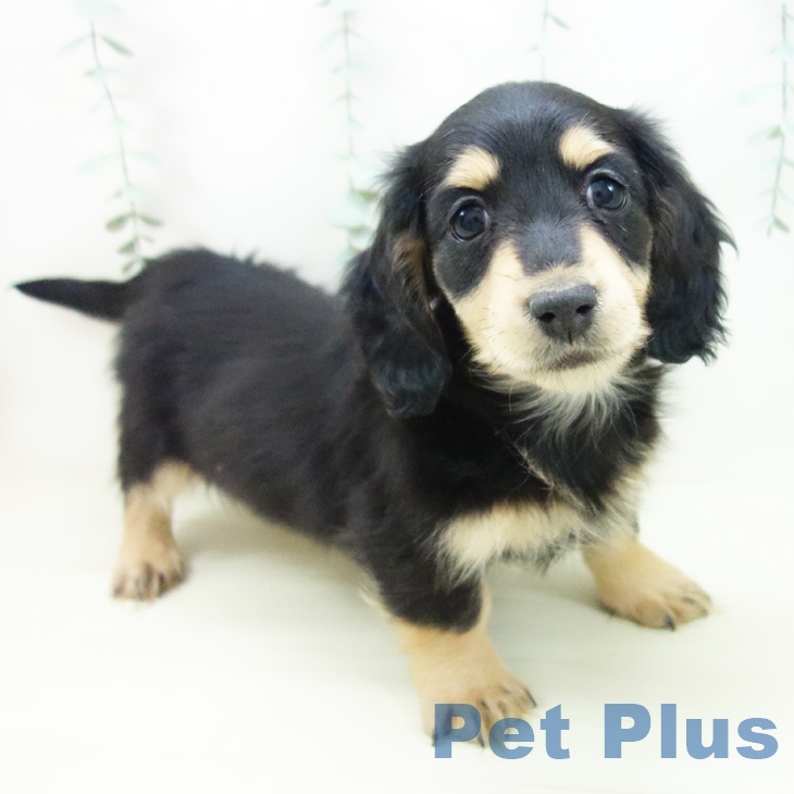 三重県のミニチュアダックスフンド(ロング) (ペットプラス 津南店/2025年11月8日生まれ/男の子/ブラックイエロー)の子犬の2枚目の画像