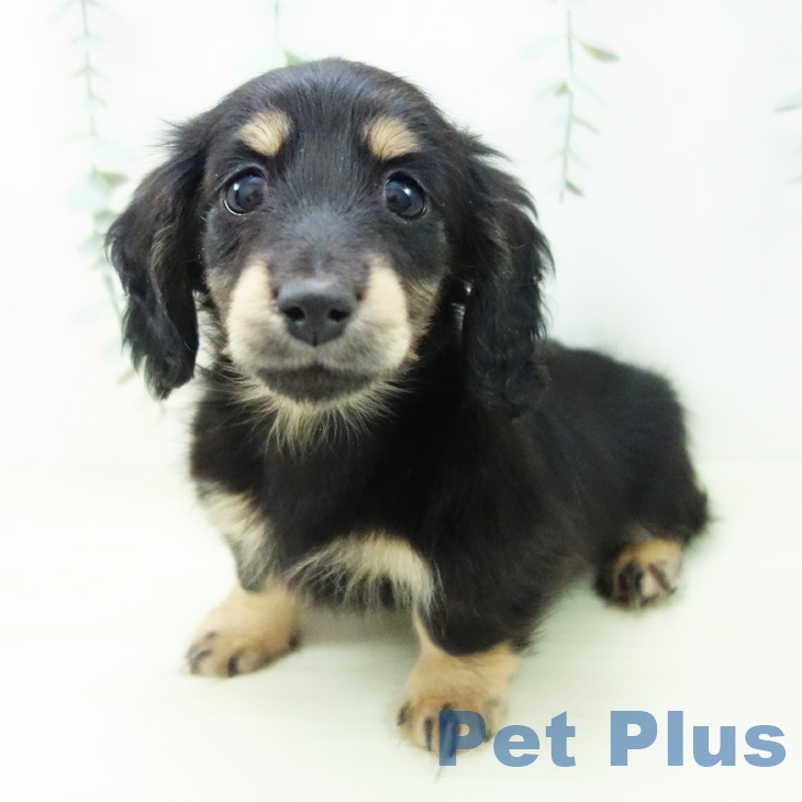 愛知県のミニチュアダックスフンド(ロング) (ペットプラス 熱田店/2025年11月8日生まれ/女の子/ブラックイエロー)の子犬の1枚目の画像