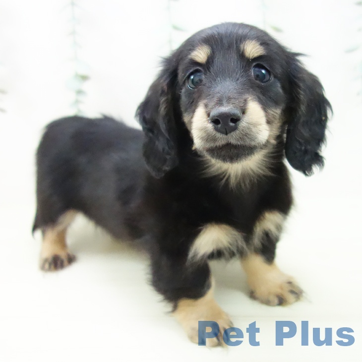 愛知県のミニチュアダックスフンド(ロング) (ペットプラス 熱田店/2025年11月8日生まれ/女の子/ブラックイエロー)の子犬の2枚目の画像