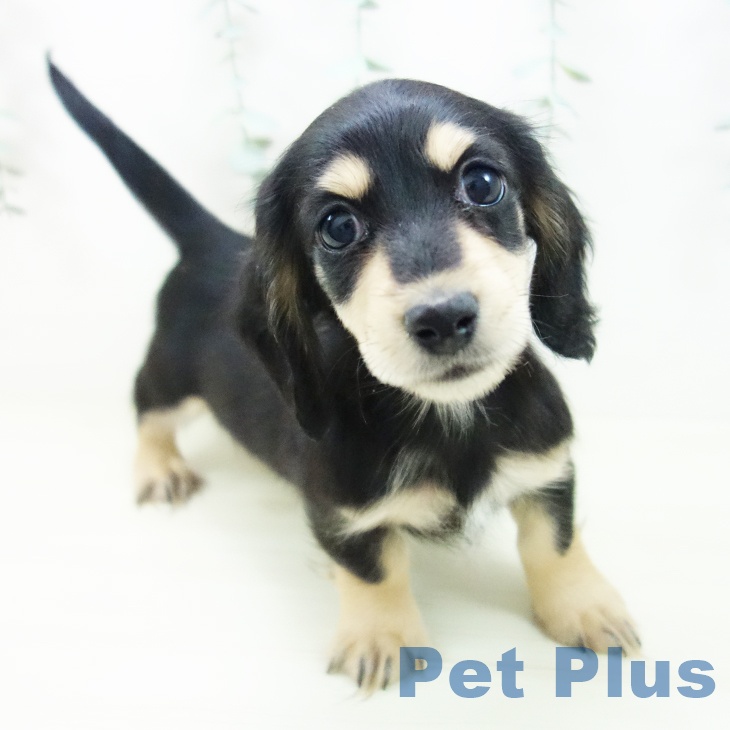 愛知県のミニチュアダックスフンド(ロング) (ペットプラス ナゴヤドーム前店/2025年11月8日生まれ/女の子/ブラックイエロー)の子犬の1枚目の画像