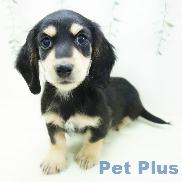 愛知県のミニチュアダックスフンド(ロング) (ペットプラス ナゴヤドーム前店/2025年11月8日生まれ/女の子/ブラックイエロー)の子犬の2枚目の画像