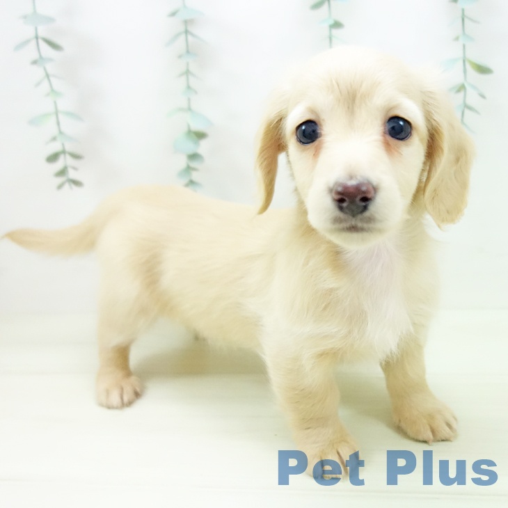 岐阜県のミニチュアダックスフンド(ロング) (ペットプラス 各務原店/2025年11月8日生まれ/女の子/イエロー)の子犬の1枚目の画像