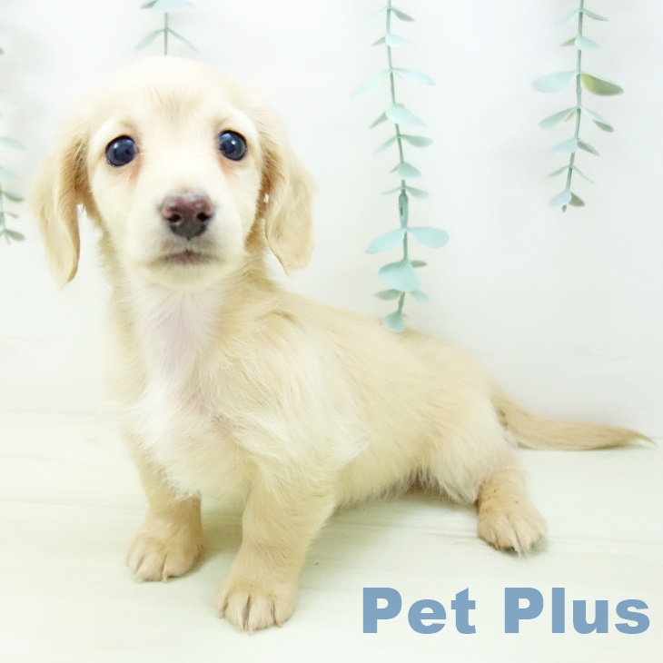 岐阜県のミニチュアダックスフンド(ロング) (ペットプラス 各務原店/2025年11月8日生まれ/女の子/イエロー)の子犬の2枚目の画像