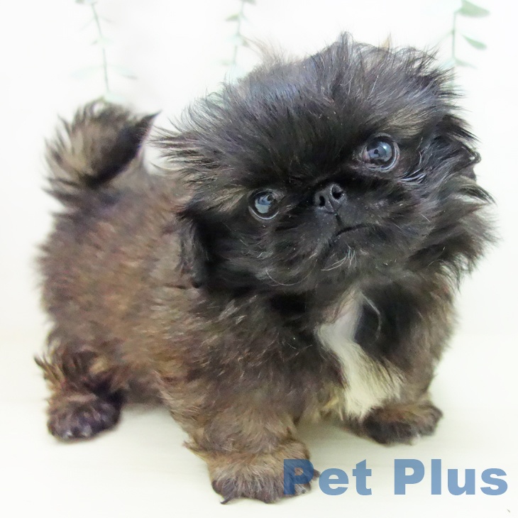 富山県のペキニーズ (ペットプラス 高岡店/2025年11月6日生まれ/男の子/レッドブラックマスク)の子犬の2枚目の画像