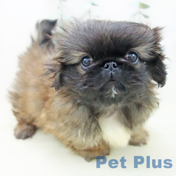 三重県のペキニーズ (ペットプラス 鈴鹿店/2025年11月6日生まれ/男の子/レッドブラックマスク)の子犬の1枚目の画像