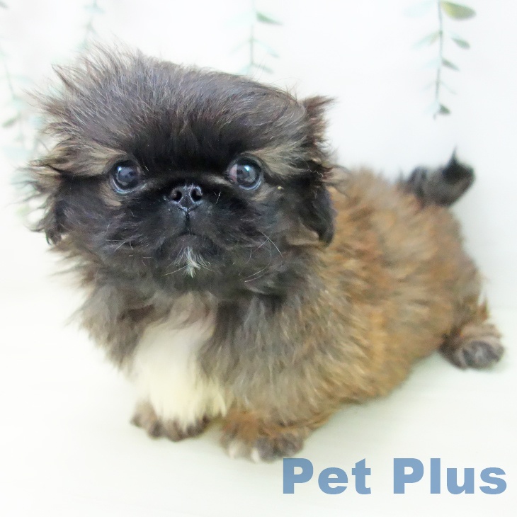 三重県のペキニーズ (ペットプラス 鈴鹿店/2025年11月6日生まれ/男の子/レッドブラックマスク)の子犬の2枚目の画像