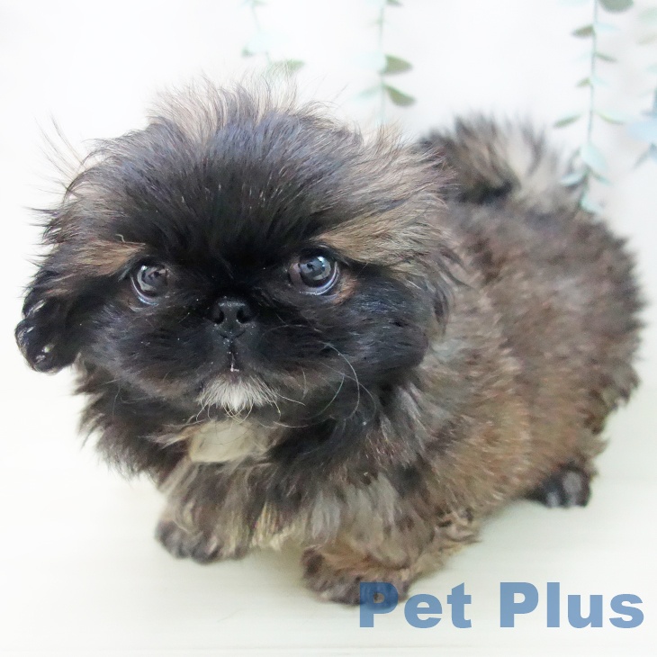 愛知県のペキニーズ (ペットプラス ナゴヤドーム前店/2025年11月6日生まれ/女の子/レッドブラックマスク)の子犬の1枚目の画像