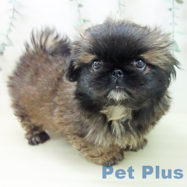 愛知県のペキニーズ (ペットプラス ナゴヤドーム前店/2025年11月6日生まれ/女の子/レッドブラックマスク)の子犬の2枚目の画像