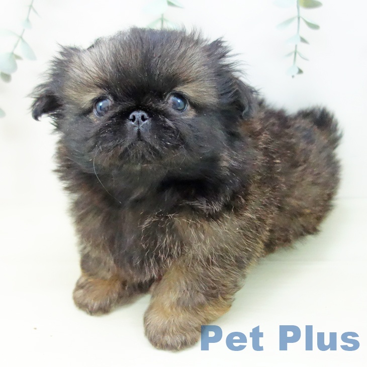 愛知県のペキニーズ (ペットプラス mozoワンダーシティ店/2025年11月8日生まれ/男の子/レッドブラックマスク)の子犬の1枚目の画像