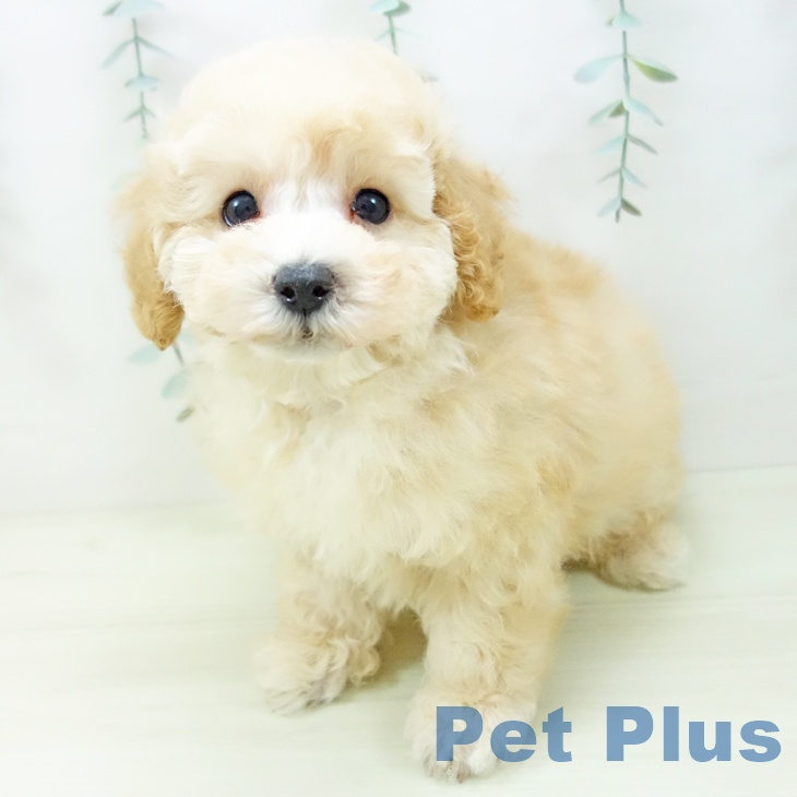 愛知県のトイプードル(トイ) (ペットプラス mozoワンダーシティ店/2025年11月8日生まれ/男の子/アプリコット)の子犬