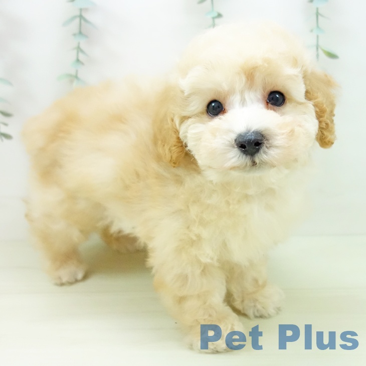 愛知県のトイプードル(トイ) (ペットプラス mozoワンダーシティ店/2025年11月8日生まれ/男の子/アプリコット)の子犬の2枚目の画像