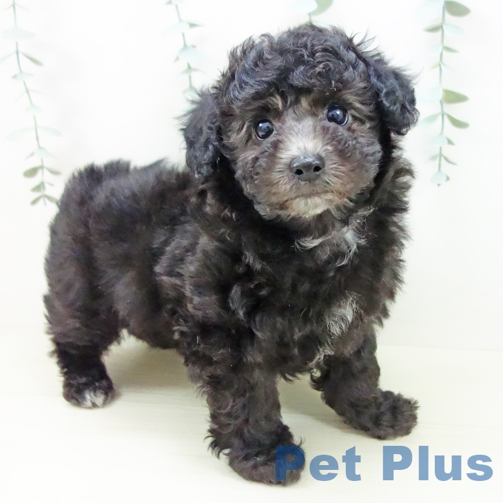 愛知県のトイプードル(トイ) (ペットプラス 豊田店/2025年11月8日生まれ/男の子/シルバー)の子犬の1枚目の画像