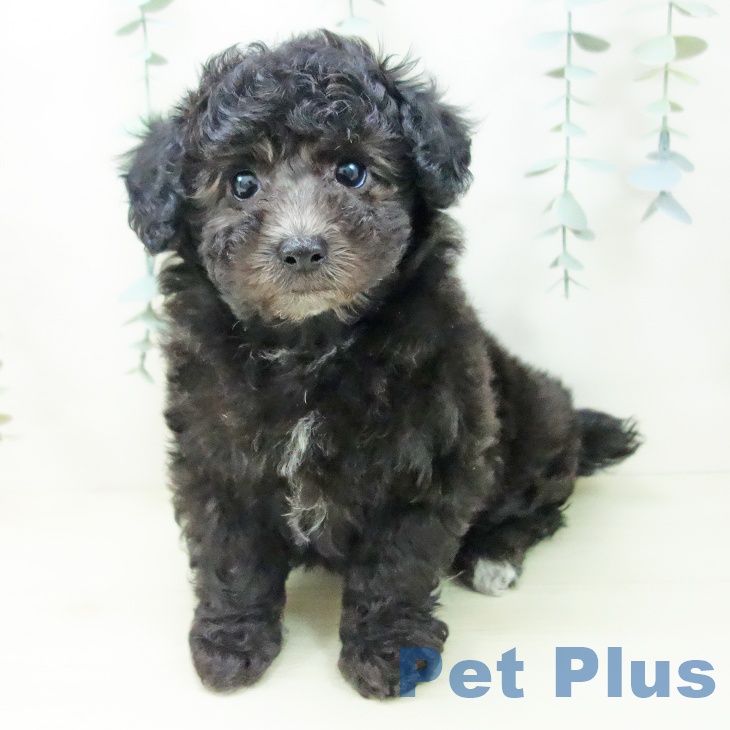 愛知県のトイプードル(トイ) (ペットプラス 豊田店/2025年11月8日生まれ/男の子/シルバー)の子犬の2枚目の画像