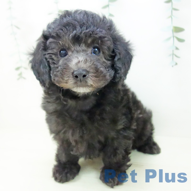 三重県のトイプードル(トイ) (ペットプラス 鈴鹿店/2025年11月8日生まれ/男の子/シルバー)の子犬