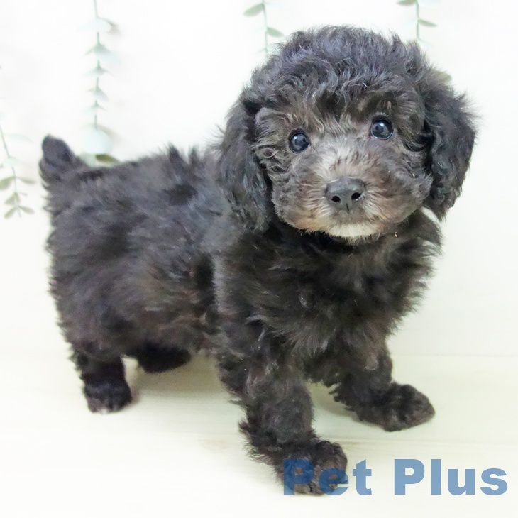 三重県のトイプードル(トイ) (ペットプラス 鈴鹿店/2025年11月8日生まれ/男の子/シルバー)の子犬の2枚目の画像