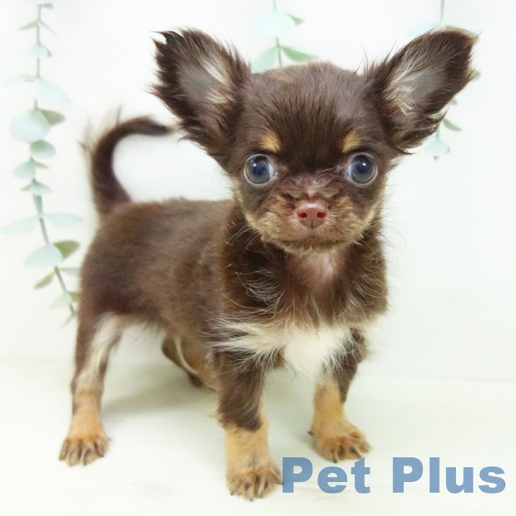 愛知県のチワワ(ロング) (ペットプラス mozoワンダーシティ店/2025年10月29日生まれ/男の子/チョコレートタン)の子犬の1枚目の画像