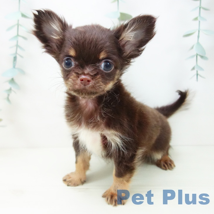 愛知県のチワワ(ロング) (ペットプラス mozoワンダーシティ店/2025年10月29日生まれ/男の子/チョコレートタン)の子犬の2枚目の画像