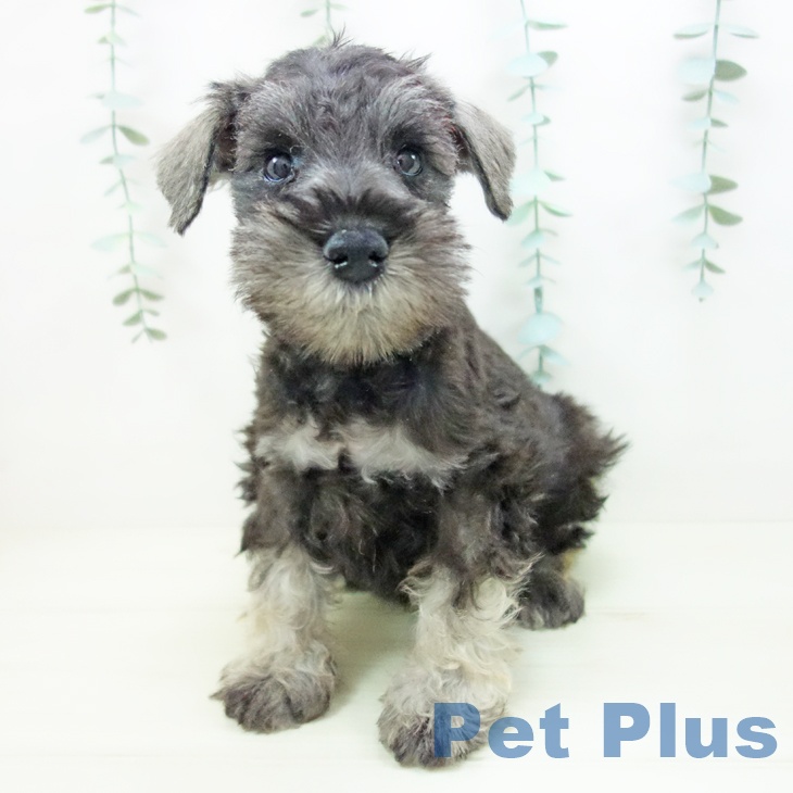三重県のミニチュアシュナウザー (ペットプラス 津南店/2025年11月5日生まれ/男の子/ソルトペッパー)の子犬の1枚目の画像