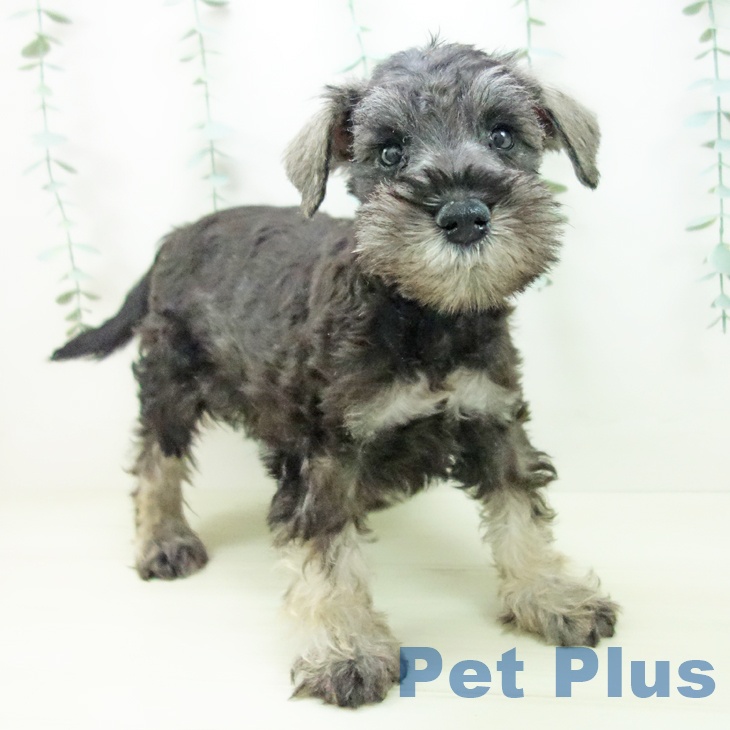 三重県のミニチュアシュナウザー (ペットプラス 津南店/2025年11月5日生まれ/男の子/ソルトペッパー)の子犬の2枚目の画像