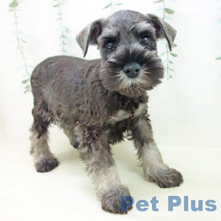 愛知県のミニチュアシュナウザー (ペットプラス 千種店/2025年11月5日生まれ/男の子/ソルトペッパー)の子犬の1枚目の画像