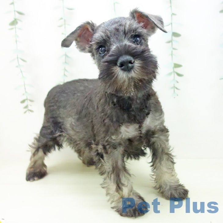 富山県のミニチュアシュナウザー (ペットプラス 高岡店/2025年11月5日生まれ/女の子/ソルトペッパー)の子犬の1枚目の画像