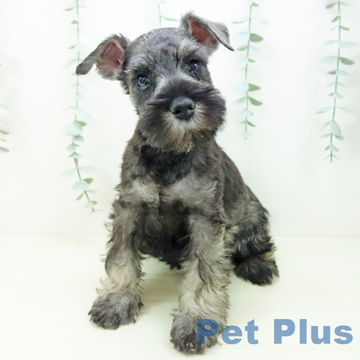 富山県のミニチュアシュナウザー (ペットプラス 高岡店/2025年11月5日生まれ/女の子/ソルトペッパー)の子犬の2枚目の画像