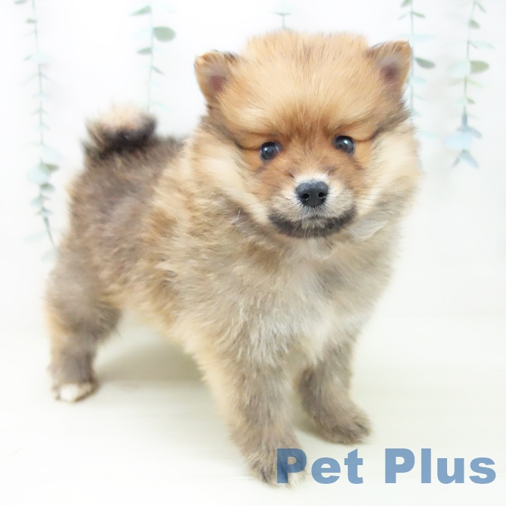 愛知県のポメラニアン (ペットプラス みなと店/2025年11月9日生まれ/男の子/オレンジ)の子犬の1枚目の画像
