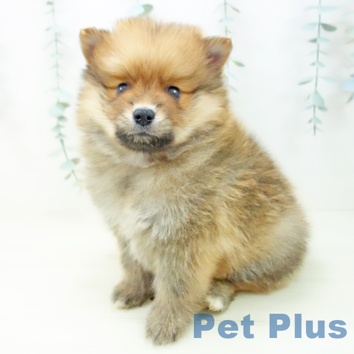 愛知県のポメラニアン (ペットプラス みなと店/2025年11月9日生まれ/男の子/オレンジ)の子犬の2枚目の画像