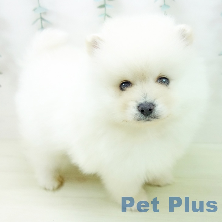石川県のポメラニアン (ペットプラス 白山店/2025年11月9日生まれ/男の子/クリーム)の子犬の1枚目の画像