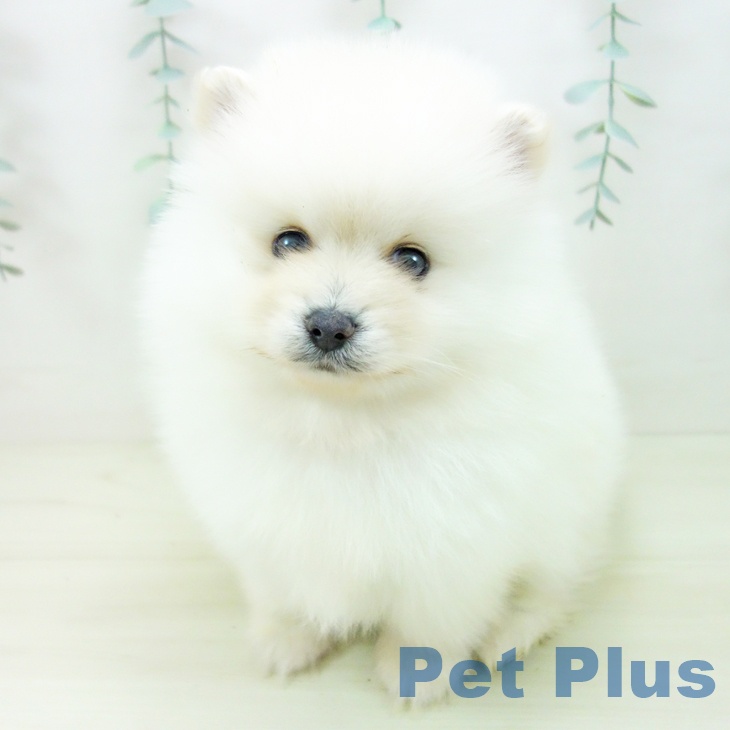 石川県のポメラニアン (ペットプラス 白山店/2025年11月9日生まれ/男の子/クリーム)の子犬の2枚目の画像