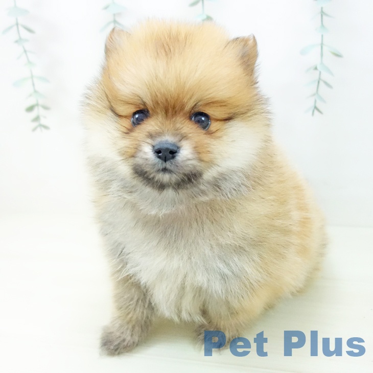 愛知県のポメラニアン (ペットプラス 熱田店/2025年11月9日生まれ/女の子/オレンジ)の子犬の2枚目の画像