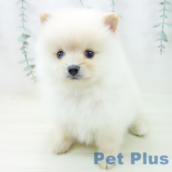 愛知県のポメラニアン (ペットプラス 名古屋茶屋店/2025年11月9日生まれ/男の子/クリーム)の子犬の1枚目の画像