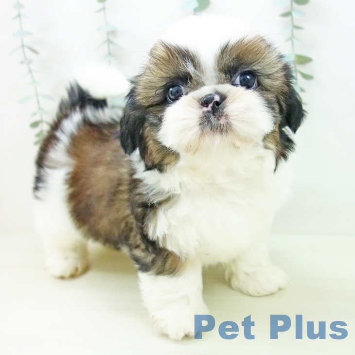 石川県のシーズー (ペットプラス 白山店/2025年11月10日生まれ/男の子/ゴールドホワイト)の子犬の1枚目の画像