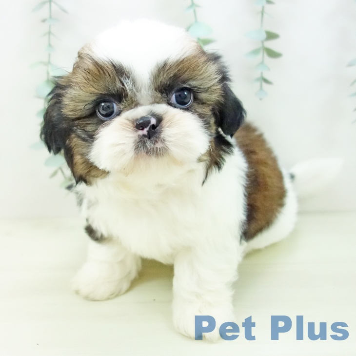 石川県のシーズー (ペットプラス 白山店/2025年11月10日生まれ/男の子/ゴールドホワイト)の子犬の2枚目の画像