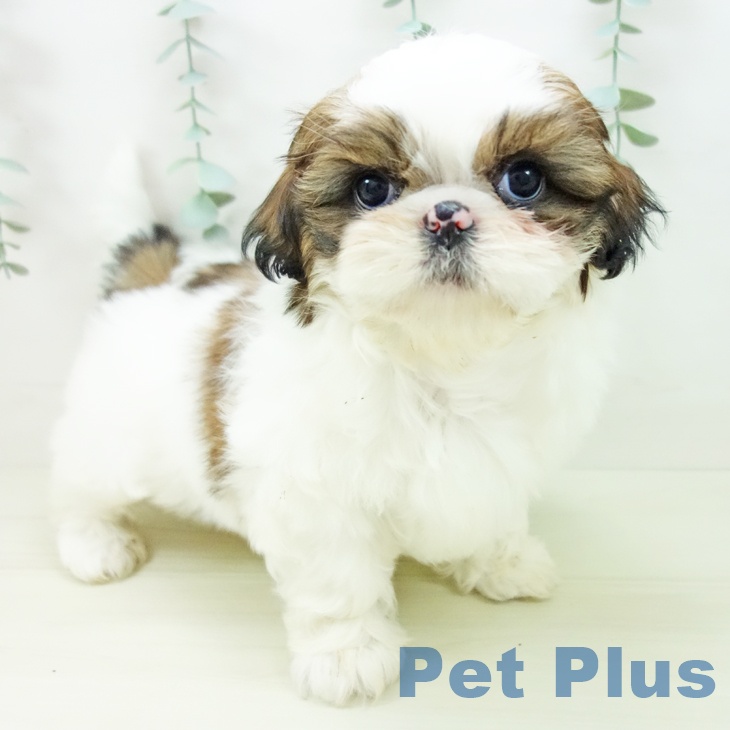 岐阜県のシーズー (ペットプラス 光ケ丘店/2025年11月10日生まれ/女の子/ゴールドホワイト)の子犬の1枚目の画像