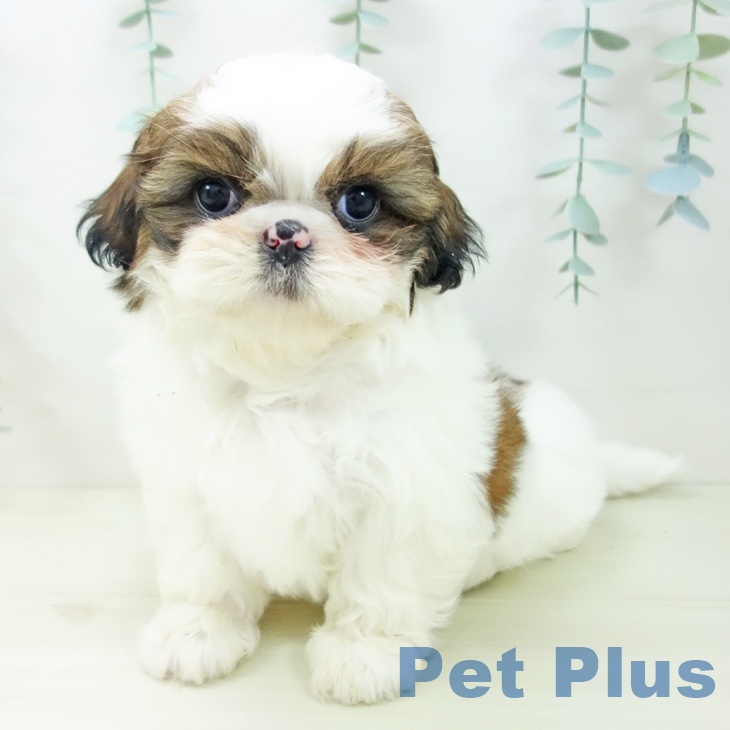 岐阜県のシーズー (ペットプラス 光ケ丘店/2025年11月10日生まれ/女の子/ゴールドホワイト)の子犬の2枚目の画像