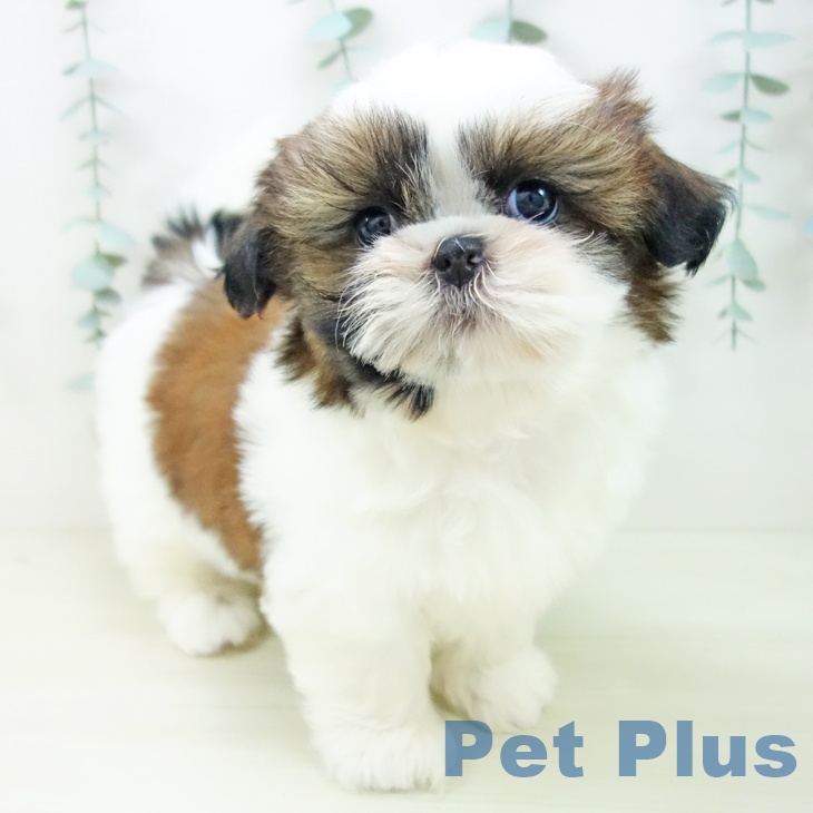 愛知県のシーズー (ペットプラス みなと店/2025年11月10日生まれ/女の子/ゴールドホワイト)の子犬の1枚目の画像