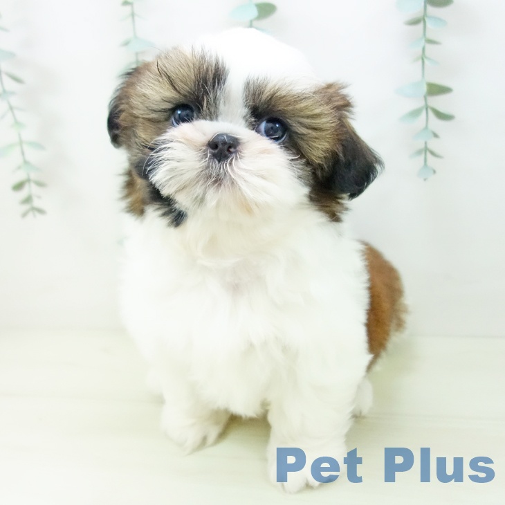 愛知県のシーズー (ペットプラス みなと店/2025年11月10日生まれ/女の子/ゴールドホワイト)の子犬の2枚目の画像