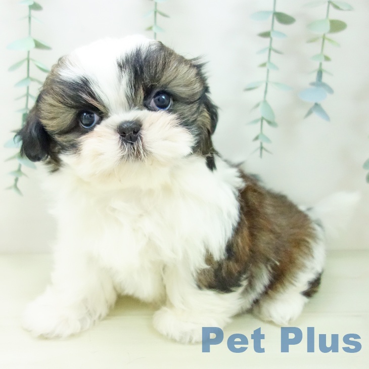 愛知県のシーズー (ペットプラス 千音寺店/2025年11月10日生まれ/女の子/ゴールドホワイト)の子犬の1枚目の画像