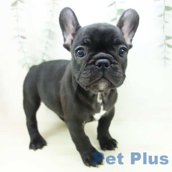 富山県のフレンチブルドッグ (ペットプラス 高岡店/2025年11月10日生まれ/男の子/ブリンドル)の子犬の1枚目の画像