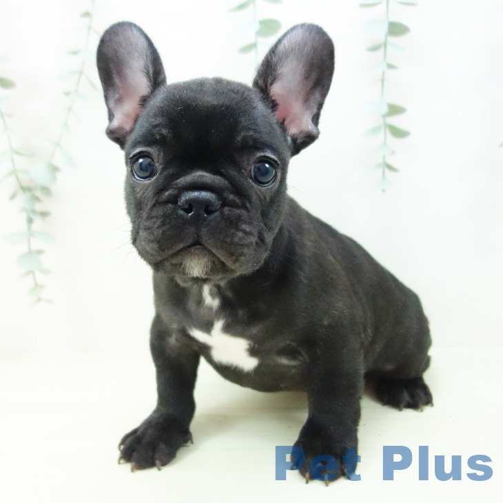 富山県のフレンチブルドッグ (ペットプラス 高岡店/2025年11月10日生まれ/男の子/ブリンドル)の子犬の2枚目の画像