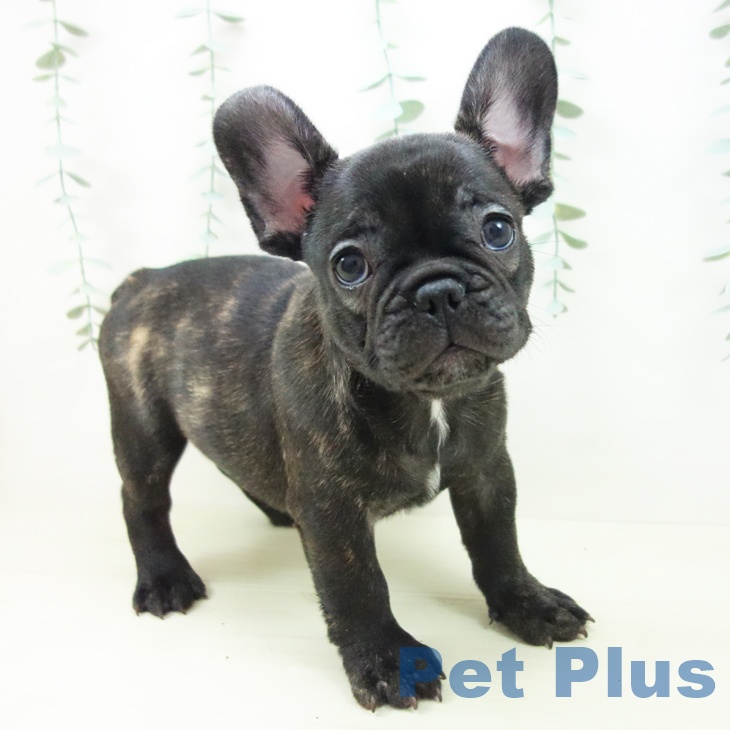 愛知県のフレンチブルドッグ (ペットプラス 名古屋茶屋店/2025年11月10日生まれ/男の子/ブリンドル)の子犬の1枚目の画像